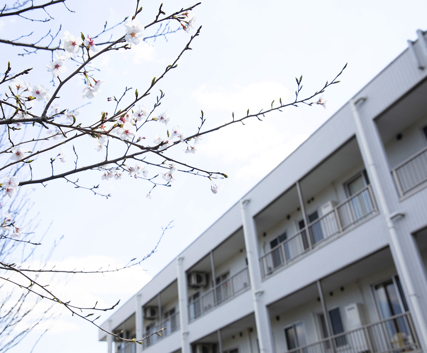 春の桜の枝と介護施設の建物外観。季節感のある撮影。